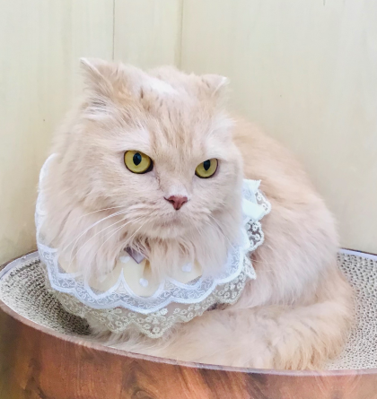 本日はムーンちゃんのお誕生日🎂🎉