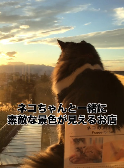 素敵な景色をネコちゃんと✨