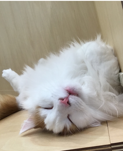 へそ天ライガ🥱💤