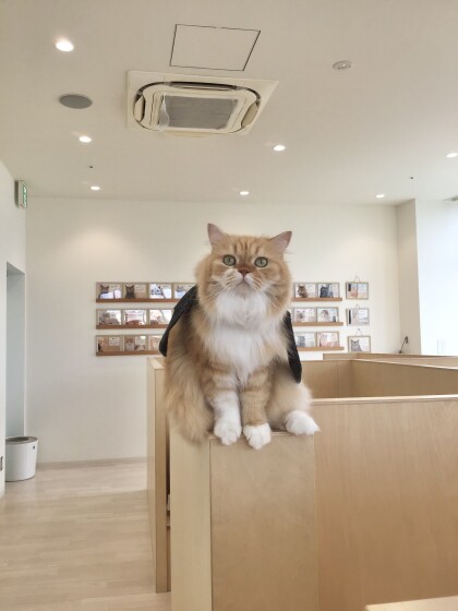 ハロウィンイベント開催中🎃