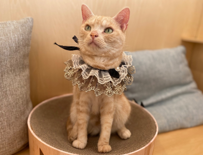 本日お誕生日のネコちゃんをご紹介🎉🐈