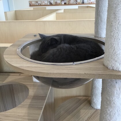 私は誰でしょう🐈‍⬛
