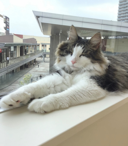 🎂キングくんのお誕生日👑