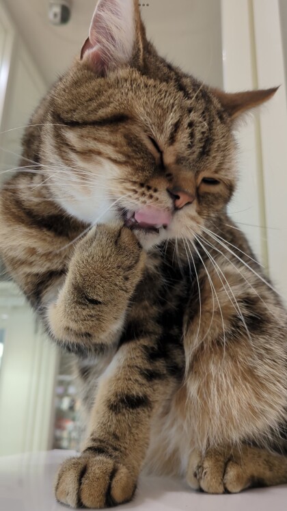 トラくん😻