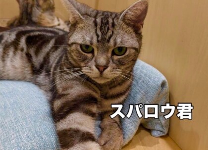 並んでおやすみ🐱