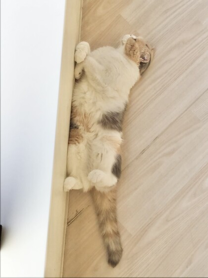 ムチムチあんずちゃん💛