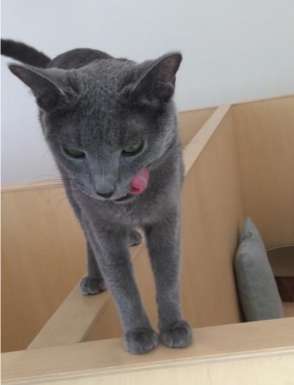 ぺろり😋