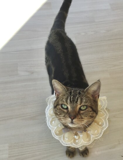 ✨本日、こまりちゃんの誕生日😌🎂