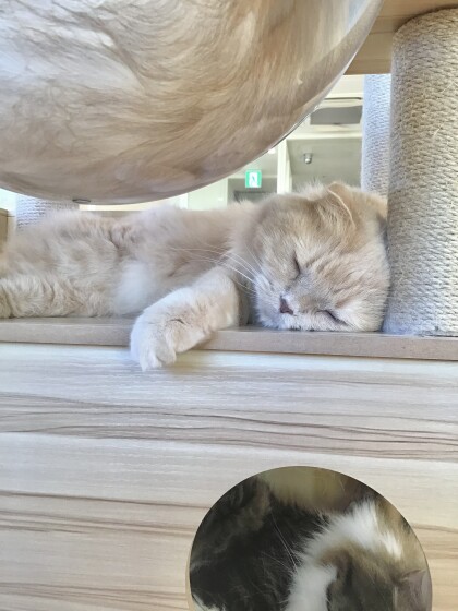 狭いところが好き〜😺