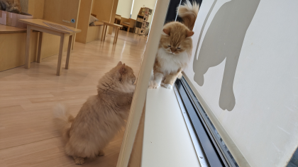 カーテンの裏にいるのは?