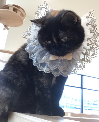 オスカルちゃんhappy birthday🌸