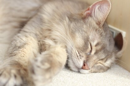 そらりちゃんのお昼寝タイム