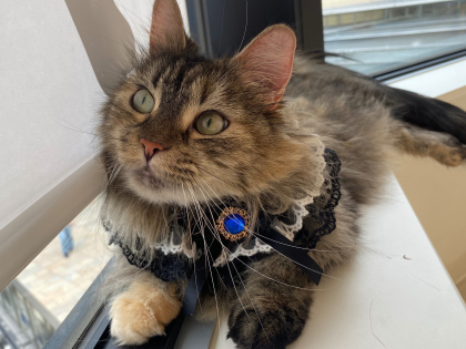 本日お誕生日のネコちゃんをご紹介🎉🐈