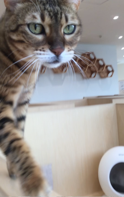 こっちに来て！