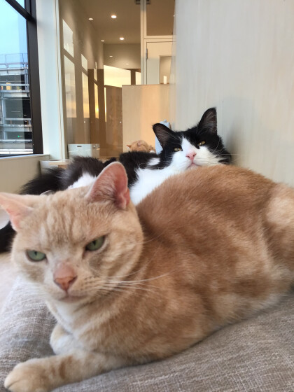 何頭見えるかな？