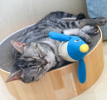 ぬいぐるみと仲良し🐱