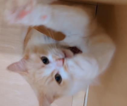 遊ぶの大好き！