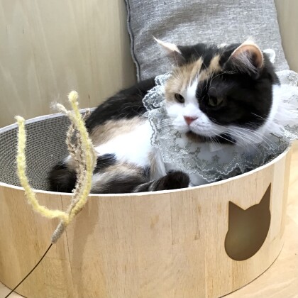 こたつちゃん6才‼️