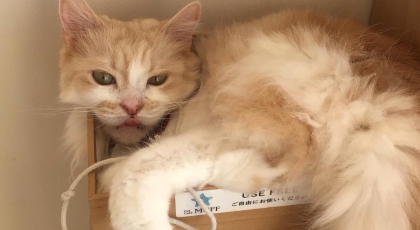 おもちゃひとりじめ！
