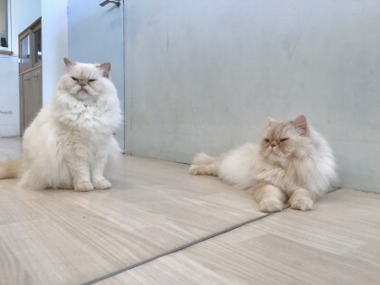 そっくり!食べ物コンビ🍬🍣