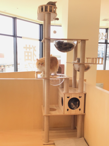 🐈新しいキャットタワー✨