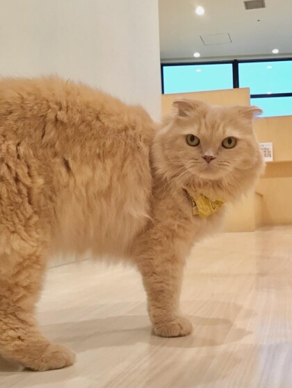 🎂15時から、ネコちゃんのお誕生日会開催✨