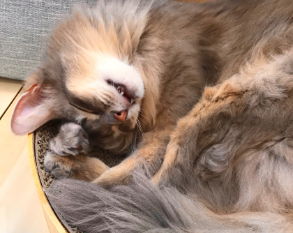 そらりちゃん🐈