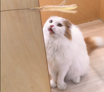おもちゃが大好き！