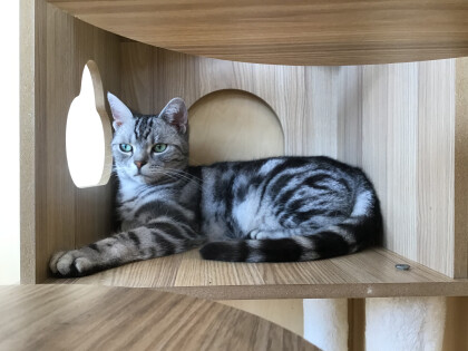美しいそのネコ