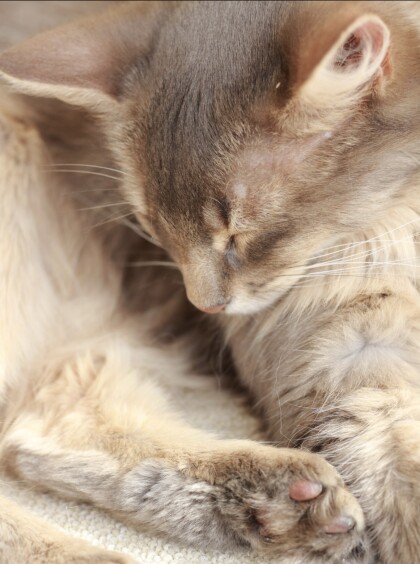 そらりちゃんのお昼寝タイム