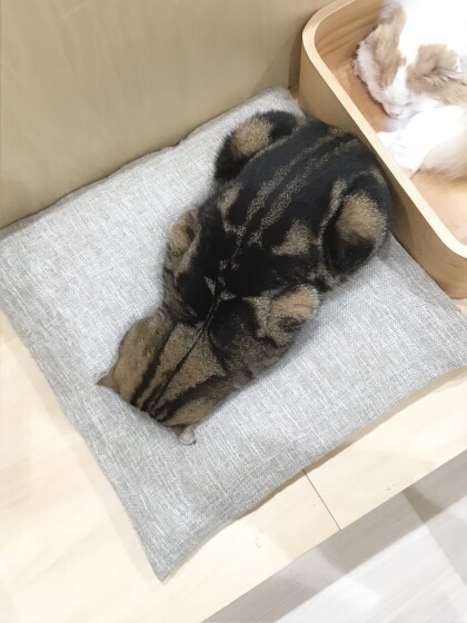 ごめん寝中、、、💤