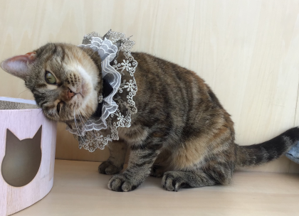 6/11のお誕生日ネコちゃん🐱🎂