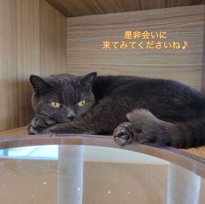 もちもちふわふわレイちゃん