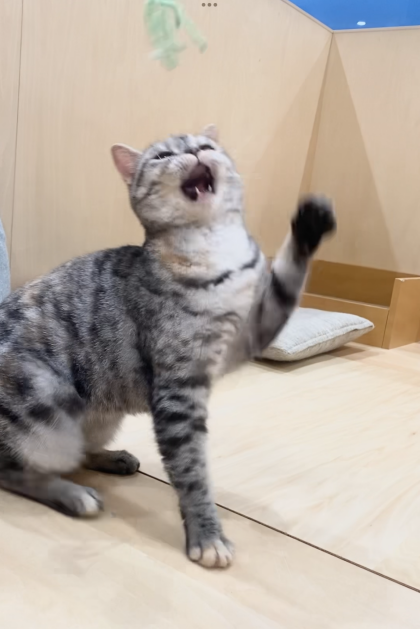 おもちゃ大好きにこちゃん💓