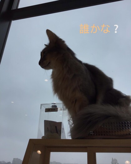 おやつも狭いところも私のだにゃ！