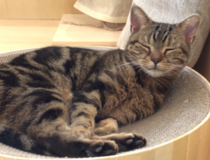 のび〜🐈💤