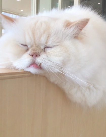 眠たいましゅまろくん☁️