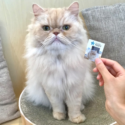 ネコちゃんステッカー配布中🐱🩷