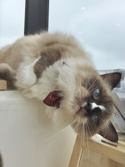 甘え上手🎀