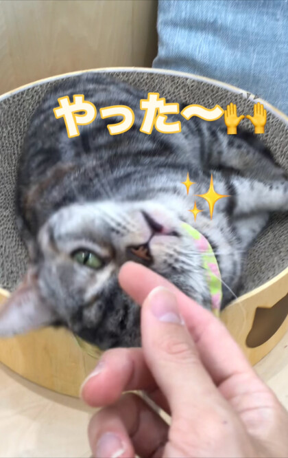 くつろぎ“にこ“ちゃん🐾