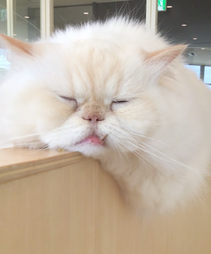 眠たいましゅまろくん☁️