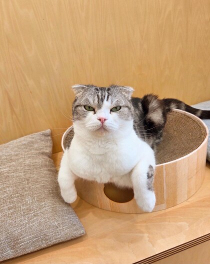 休館日のネコちゃん達🐱