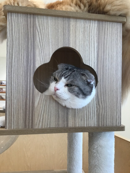 やっぱりキャットタワーが1番☝️