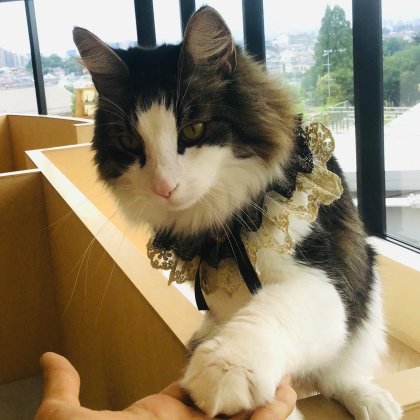 本日はキングくんのお誕生日👑