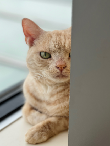 じーーー👀🐈‍⬛