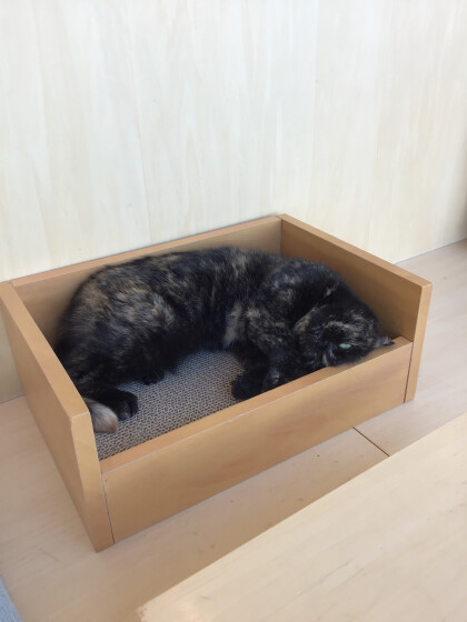 黒と茶色のかわいいネコちゃん🐾