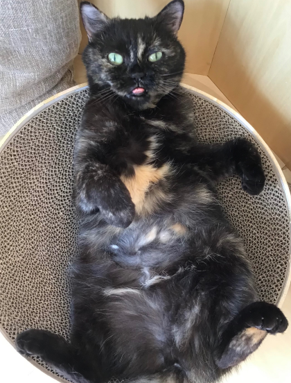 お次はヘソ天オスカルちゃん🐈‍⬛