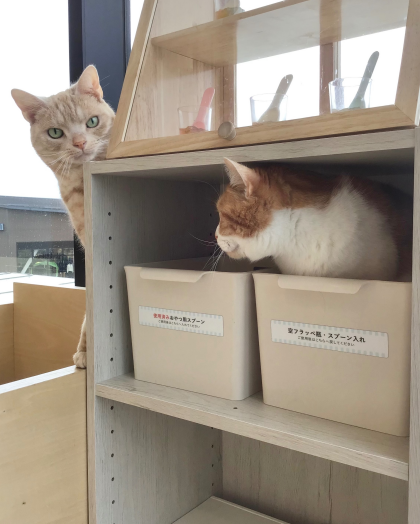 ももすけくん🍑ときょもくん🐈