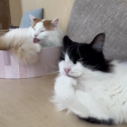 毛繕いのデュエット🐈‍⬛🐈