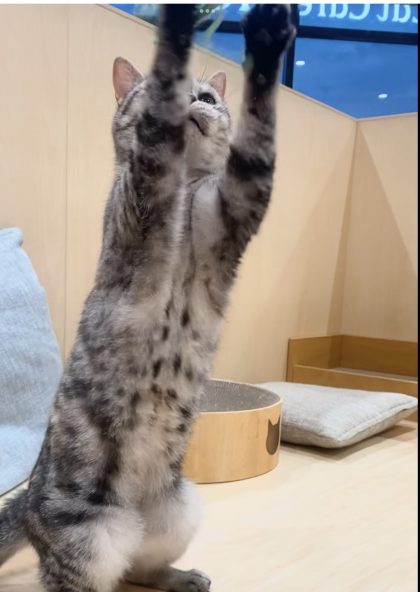 おもちゃ大好きにこちゃん💓